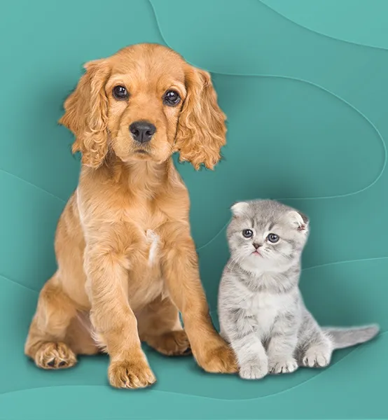 A cocker spaniel puppy and a gray kitten sitting side by side.